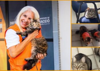 Gatos se tornam ‘agentes’ da Defesa Civil de Maceió em ação de acolhimento e cuidado