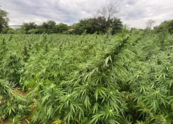 Operação policial desmantela rede de cultivo e tráfico de maconha em Alagoas e Nordeste