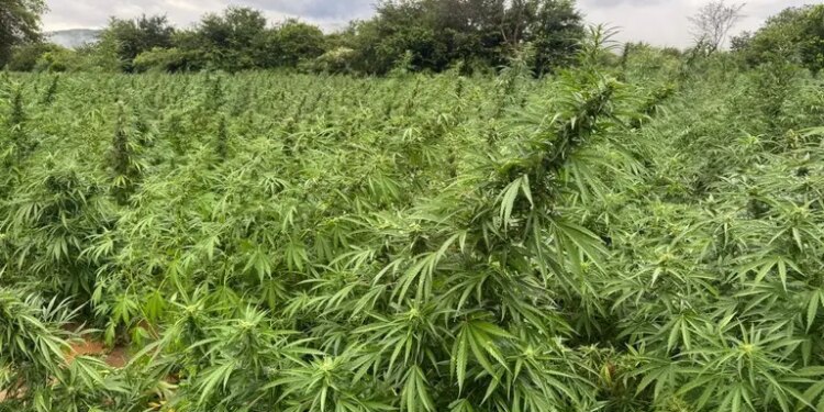 Operação policial desmantela rede de cultivo e tráfico de maconha em Alagoas e Nordeste