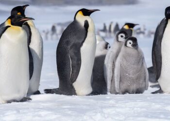 Pinguim-imperador: saiba quando a maior espécie corre risco de extinção